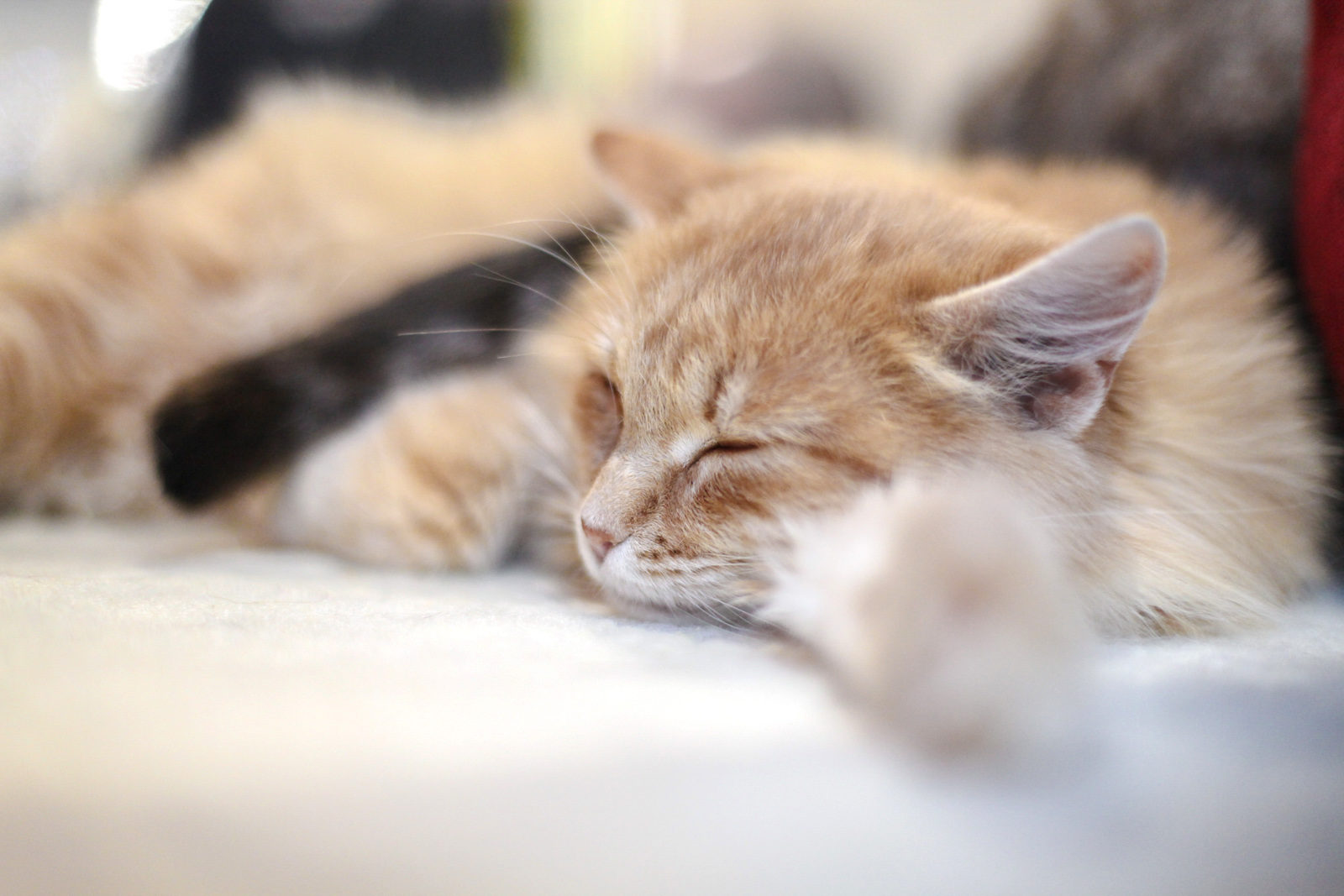 Вакцинация домашних животных против бешенства на Ключевой улице – события на сайте «Московские Сезоны»