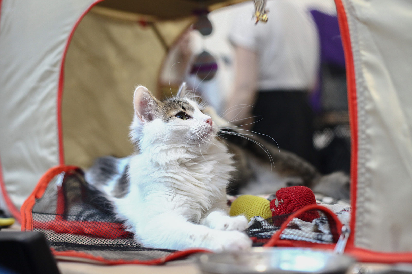 Вакцинация домашних животных против бешенства в районе Братеево – события на сайте «Московские Сезоны»