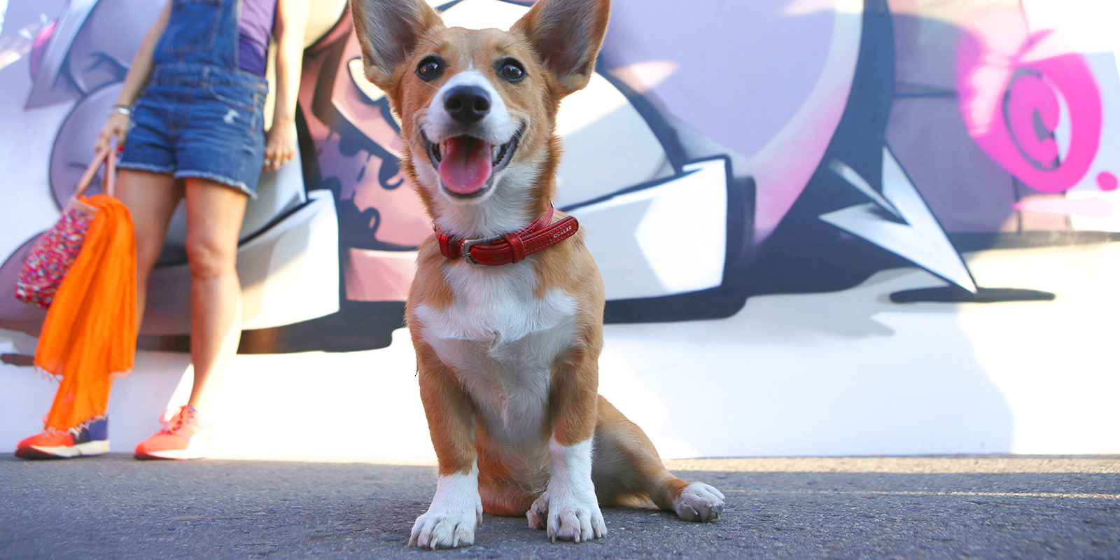 Вакцинация домашних животных против бешенства в Бирюлеве Западном – события на сайте «Московские Сезоны»