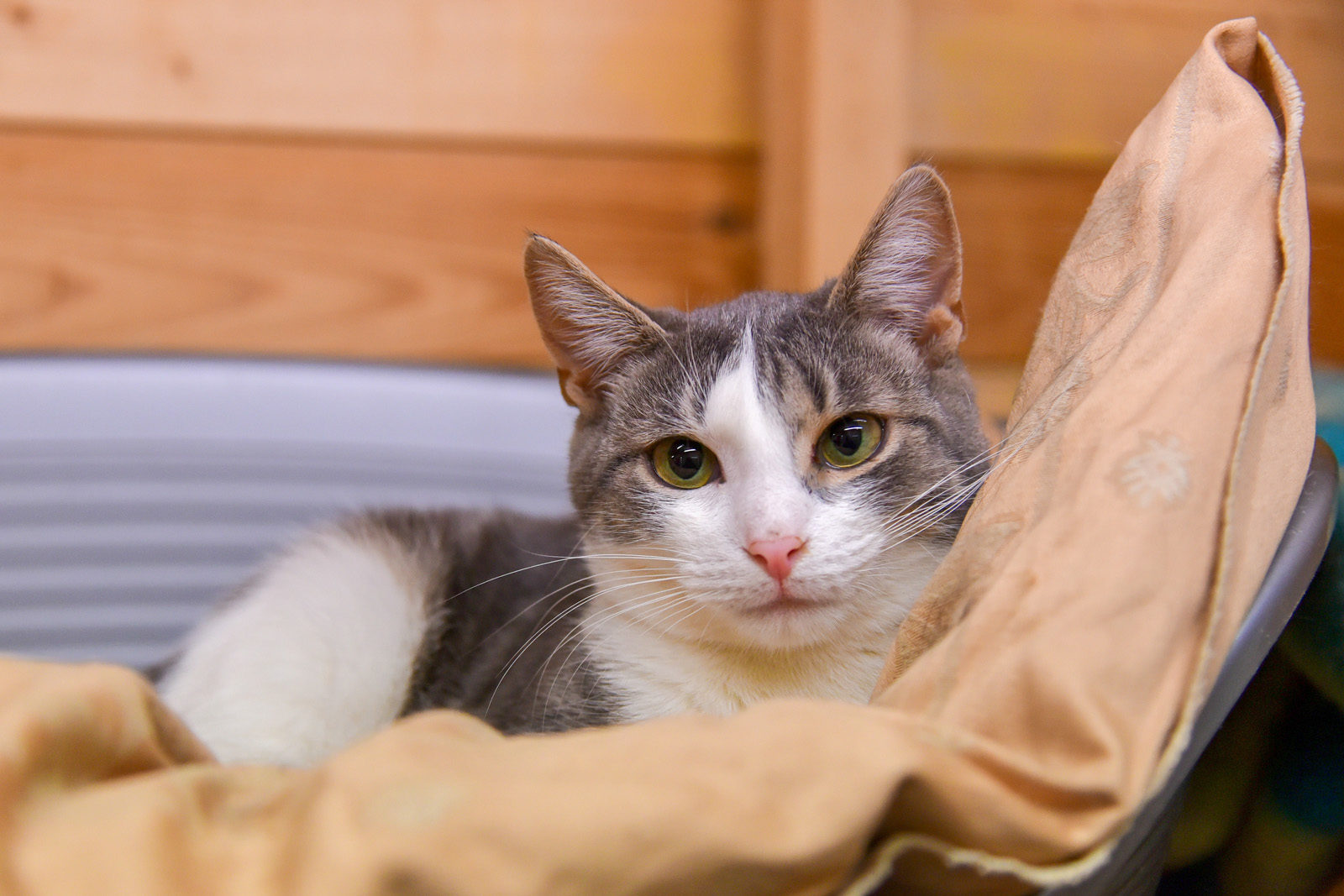 Лекция для владельцев животных в школе № 1321 – события на сайте «Московские Сезоны»