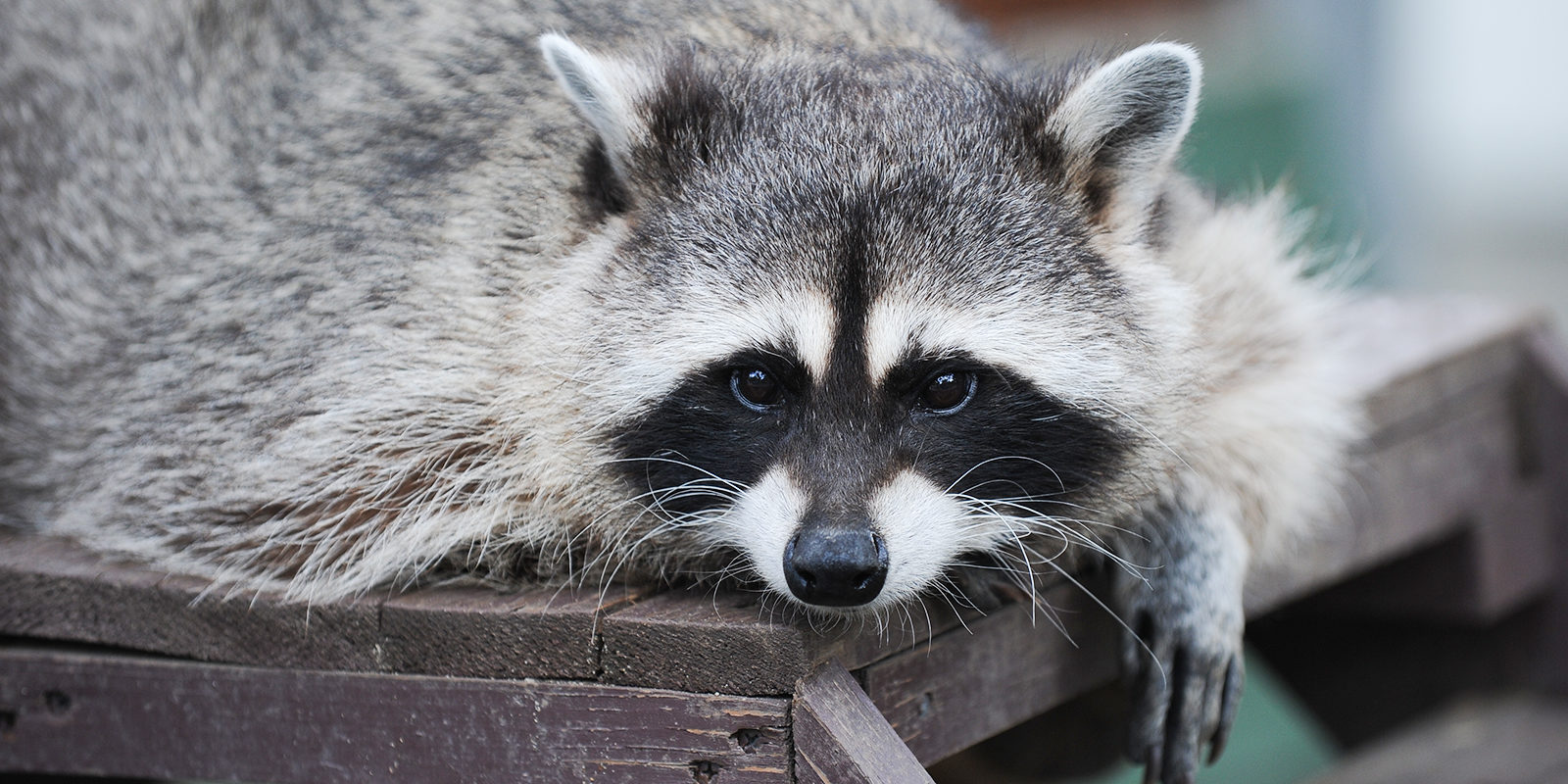 Лекция для владельцев животных на «Городской ферме» – события на сайте «Московские Сезоны»