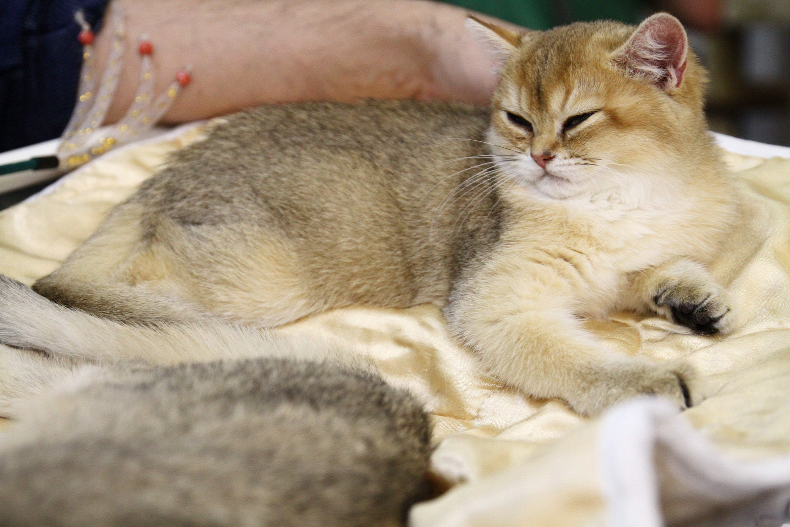 Лекция для владельцев животных в «Советской участковой ветеринарной лечебнице» – события на сайте «Московские Сезоны»