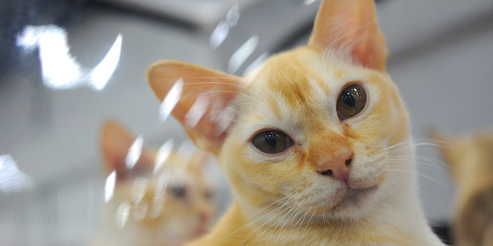 Вакцинация домашних животных против бешенства в Донском – события на сайте «Московские Сезоны»