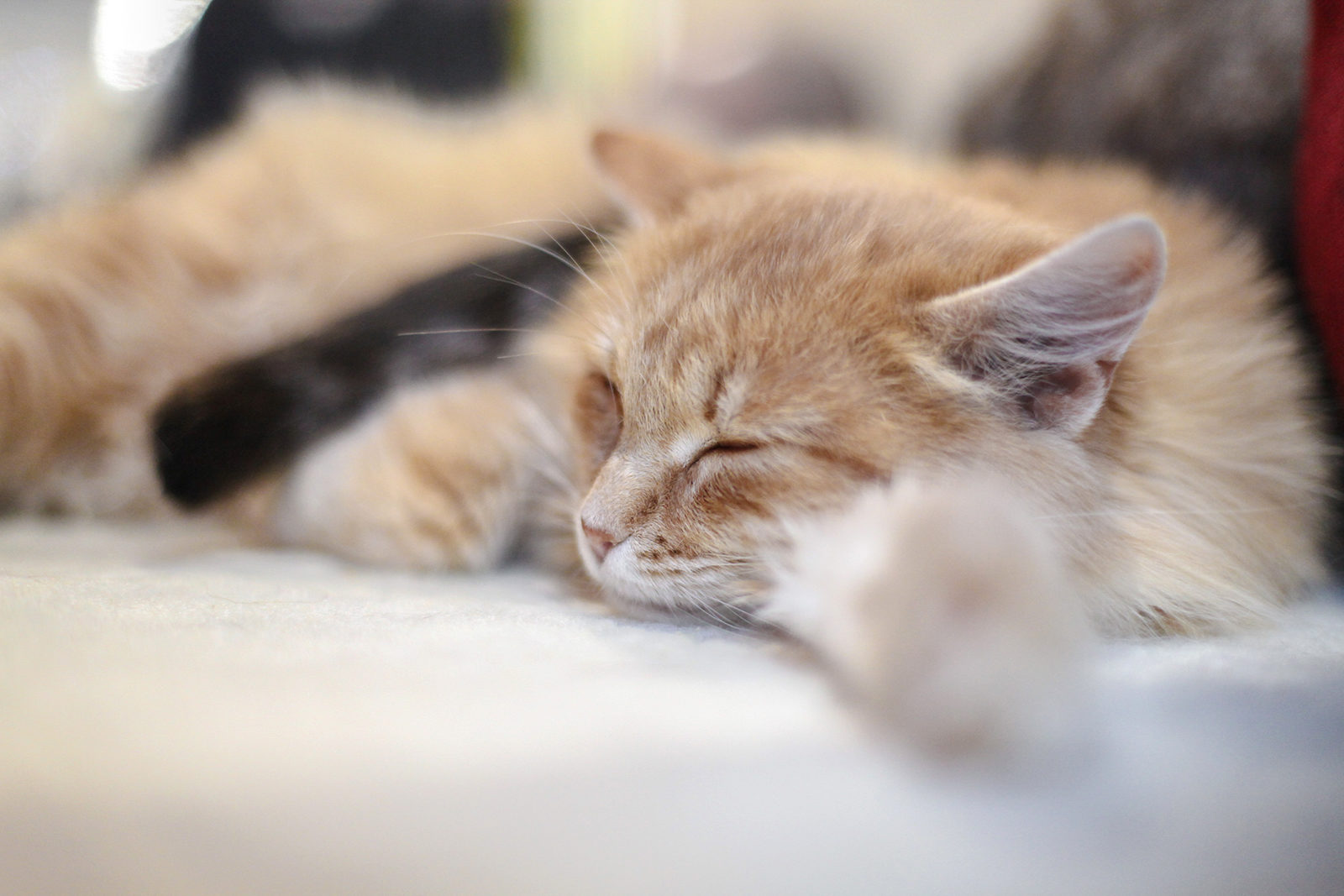 Вакцинация домашних животных против бешенства в Матушкине – события на сайте «Московские Сезоны»