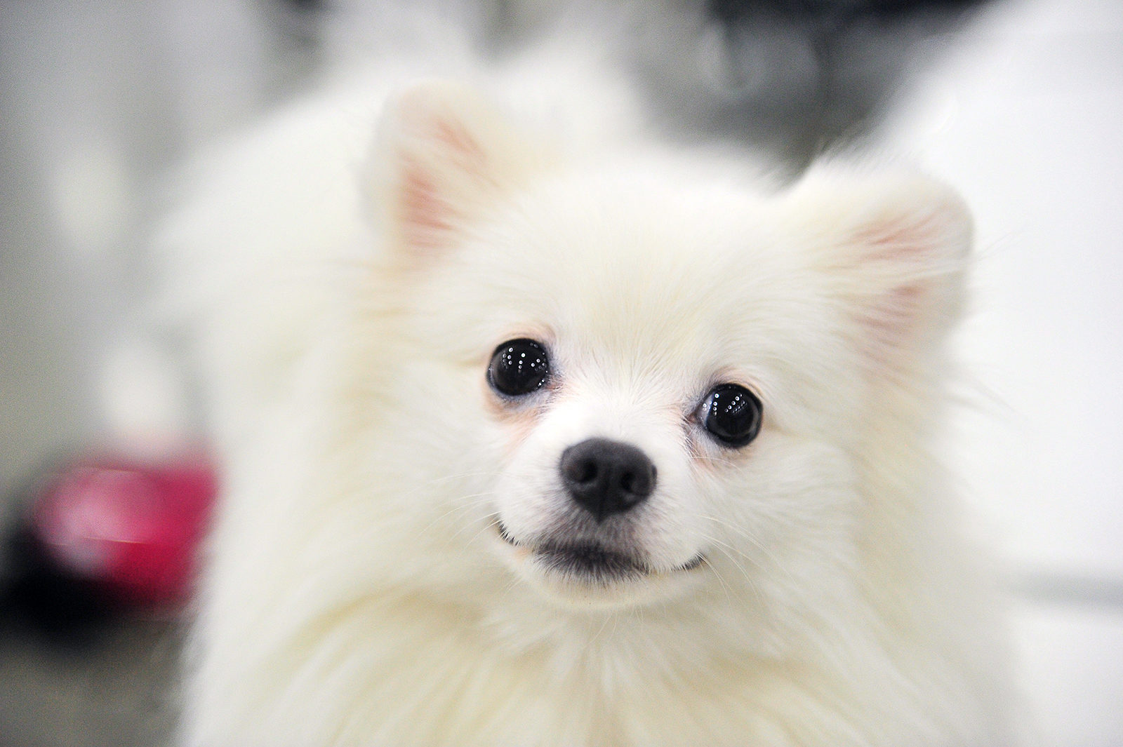 Вакцинация домашних животных против бешенства в Вешняках – события на сайте «Московские Сезоны»