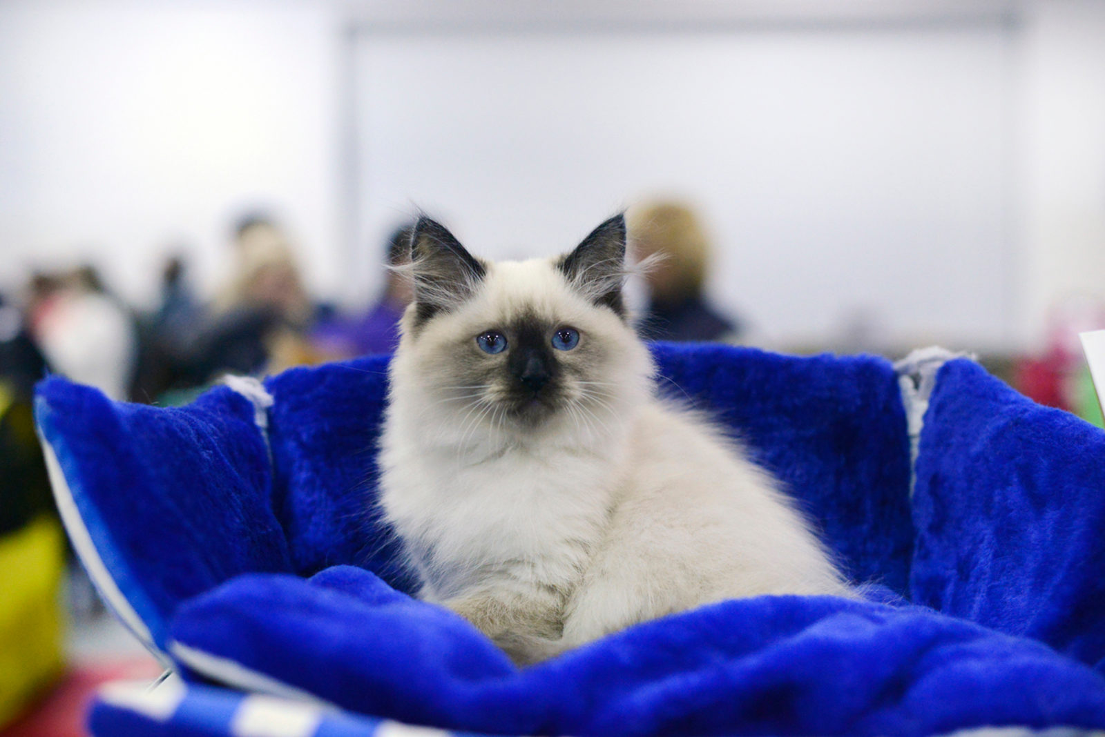 Вакцинация домашних животных против бешенства в Филях-Давыдкове – события на сайте «Московские Сезоны»