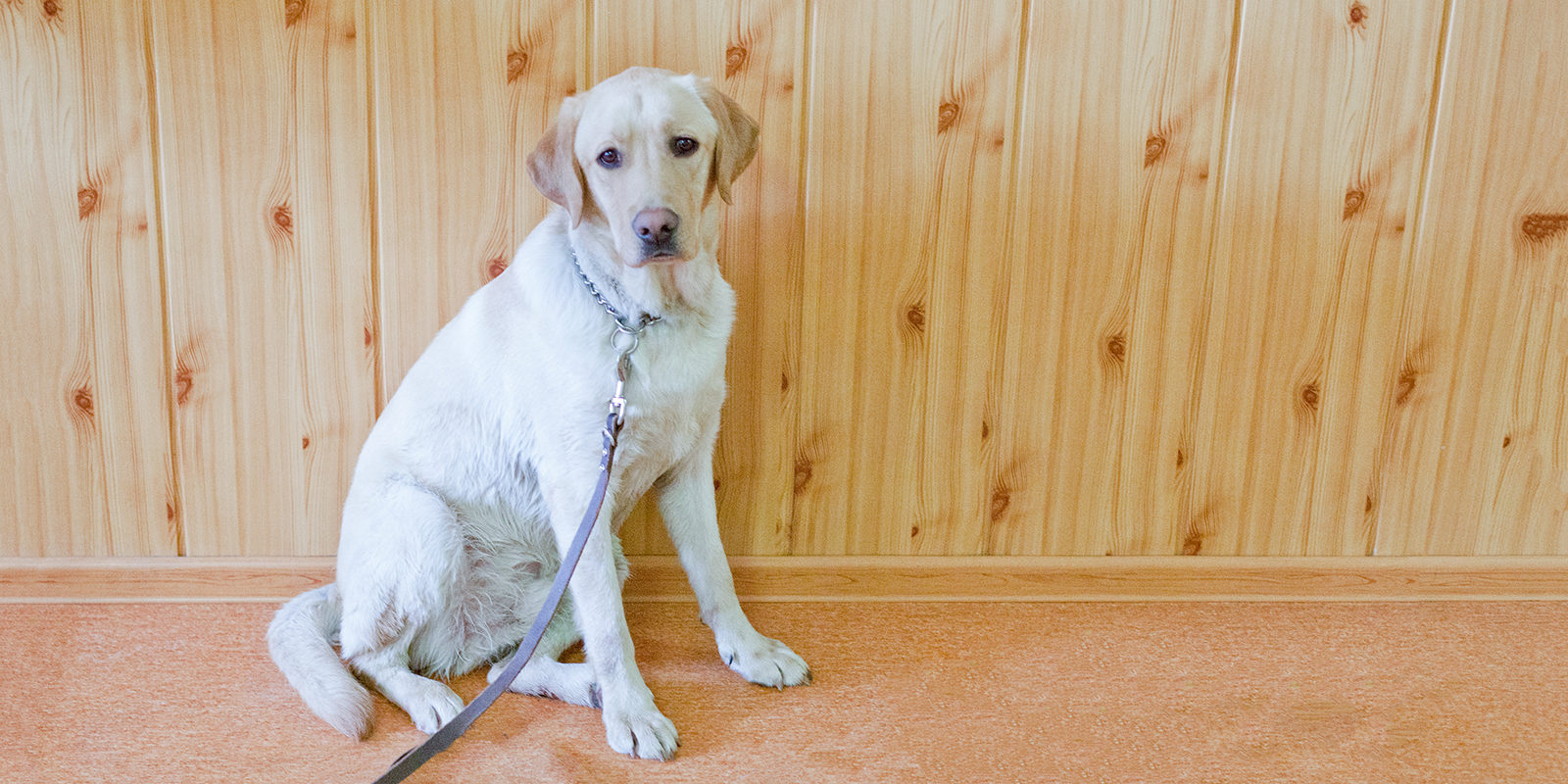 Вакцинация домашних животных против бешенства в Марьиной Роще – события на сайте «Московские Сезоны»