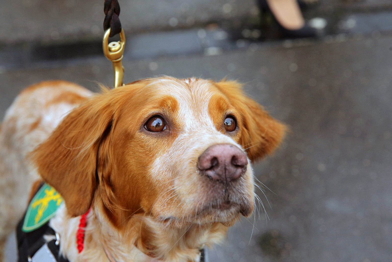 Вакцинация домашних животных против бешенства в Ломоносовском – события на сайте «Московские Сезоны»