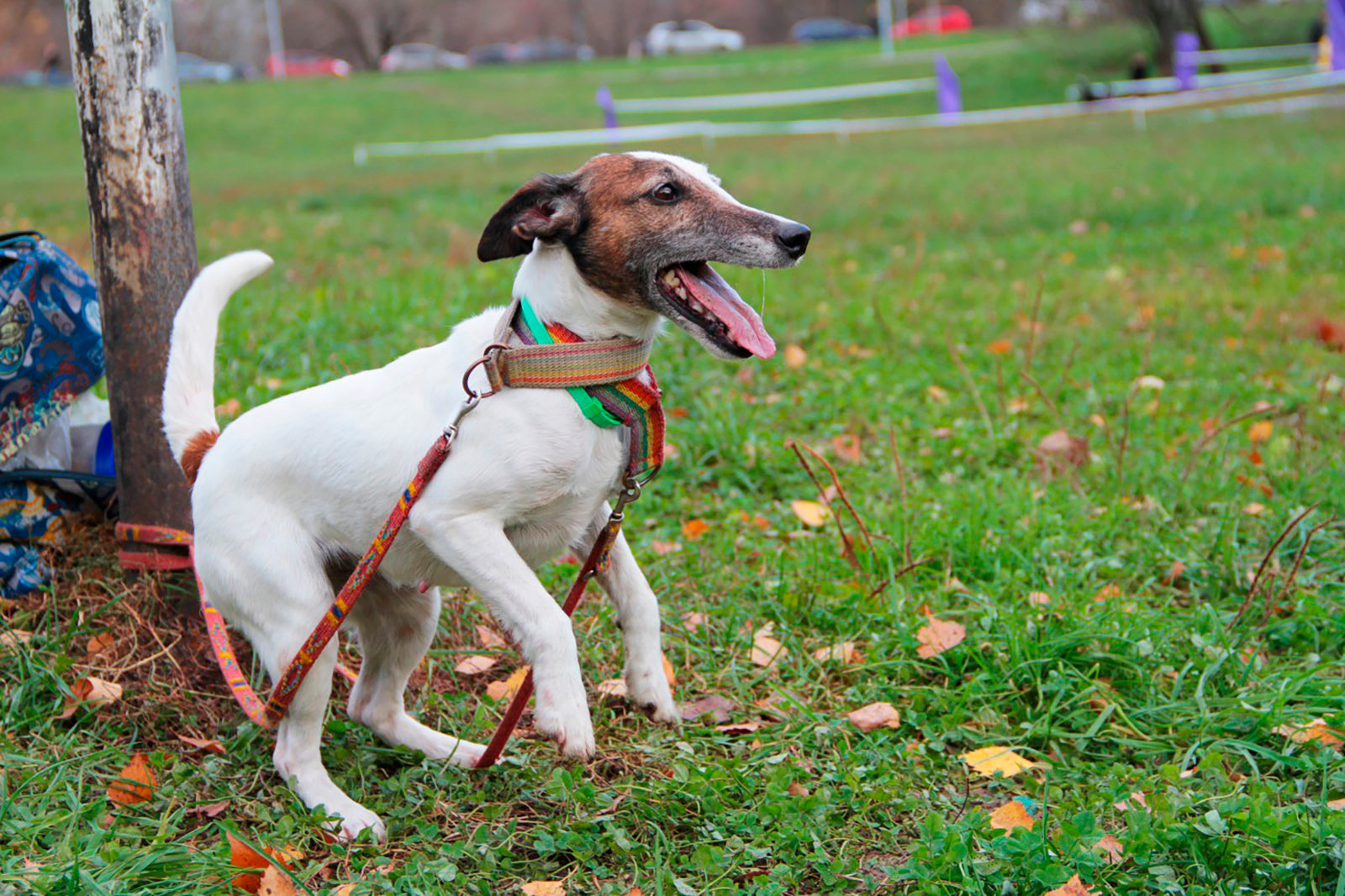 Вакцинация домашних животных против бешенства в Пресненском районе – события на сайте «Московские Сезоны»