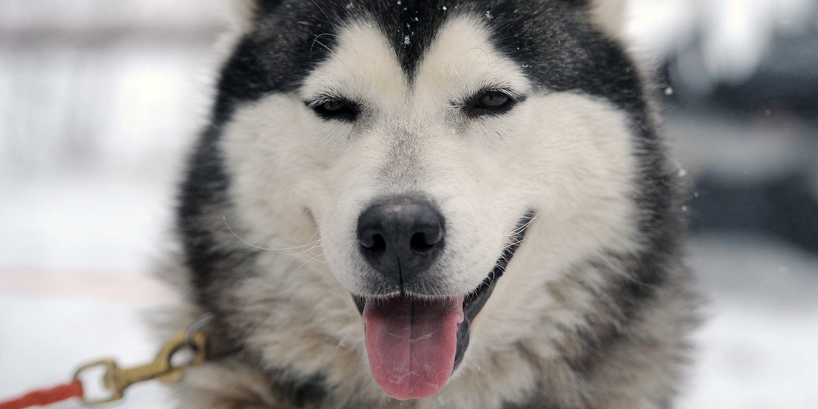 Вакцинация домашних животных против бешенства в Хорошёво-Мнёвниках – события на сайте «Московские Сезоны»