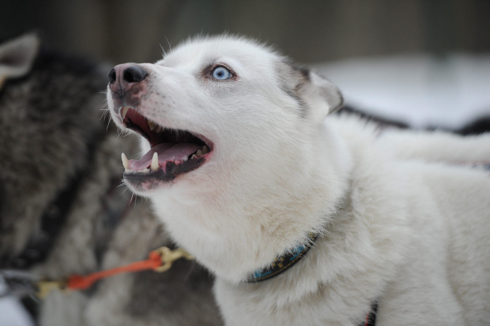 Вакцинация животных против бешенства в Савелках – события на сайте «Московские Сезоны»