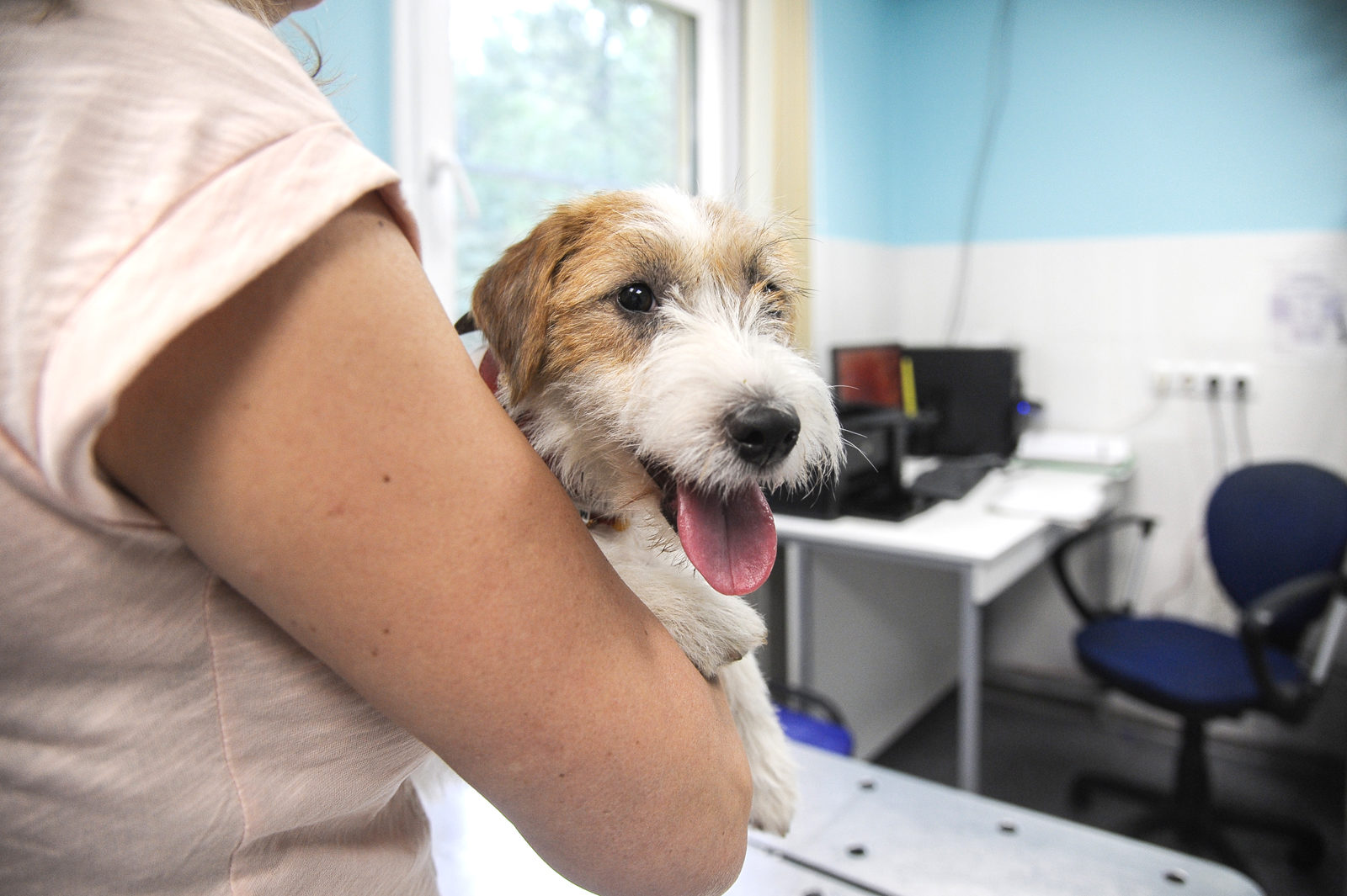 Вакцинация домашних животных против бешенства в Щапово – события на сайте «Московские Сезоны»