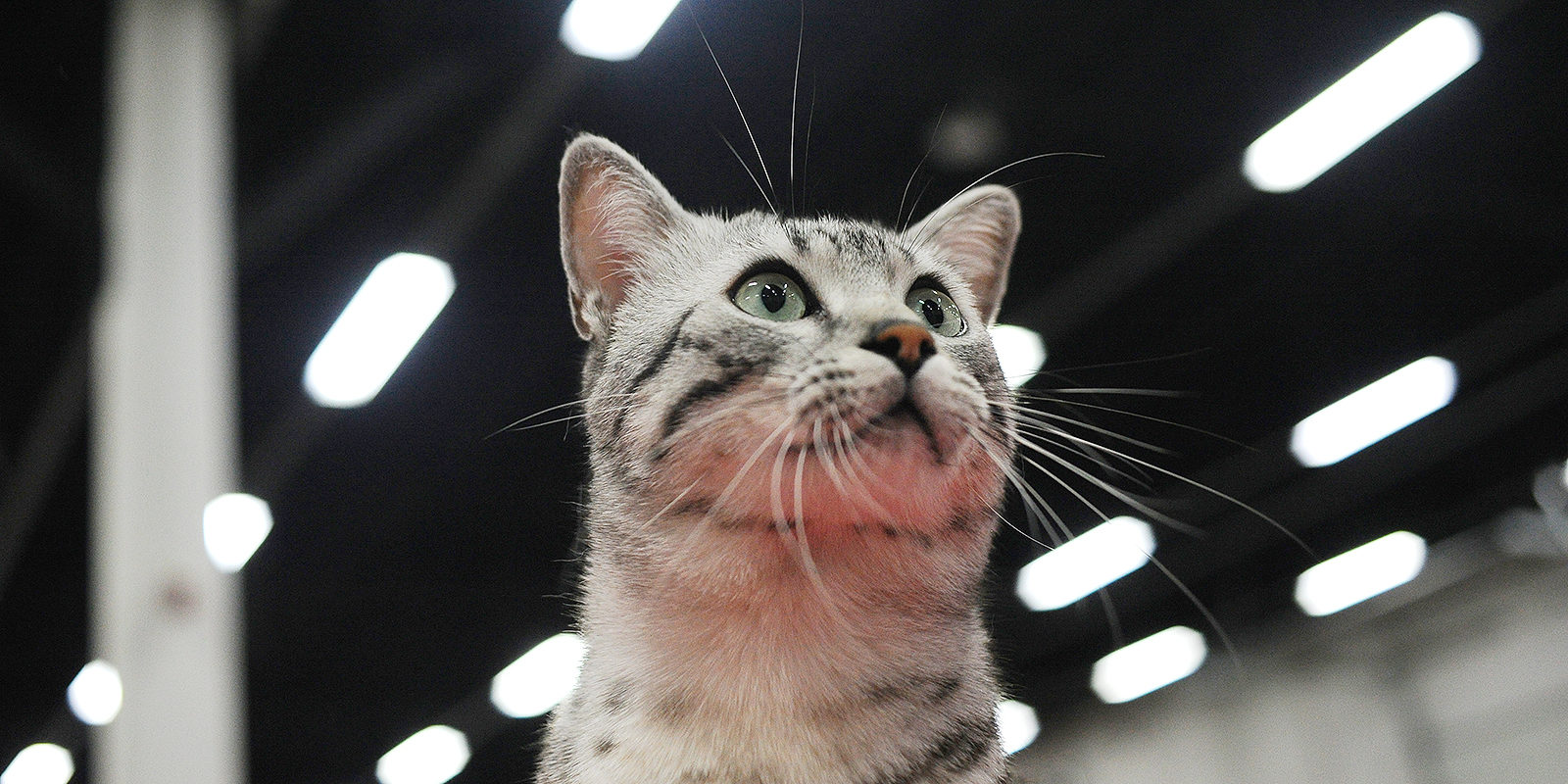 Вакцинация домашних животных против бешенства в Курилове – события на сайте «Московские Сезоны»