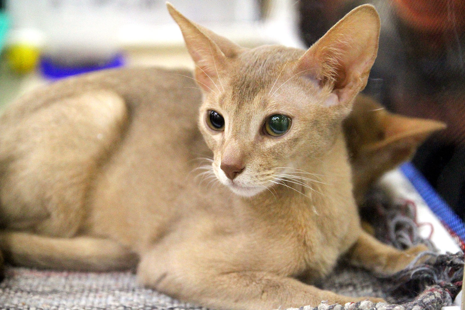 Вакцинация домашних животных против бешенства в Некрасовке – события на сайте «Московские Сезоны»