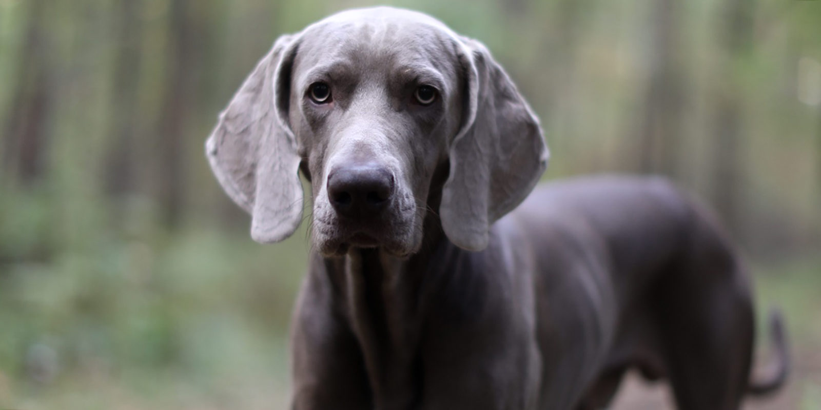 Вакцинация домашних животных против бешенства в Перове – события на сайте «Московские Сезоны»