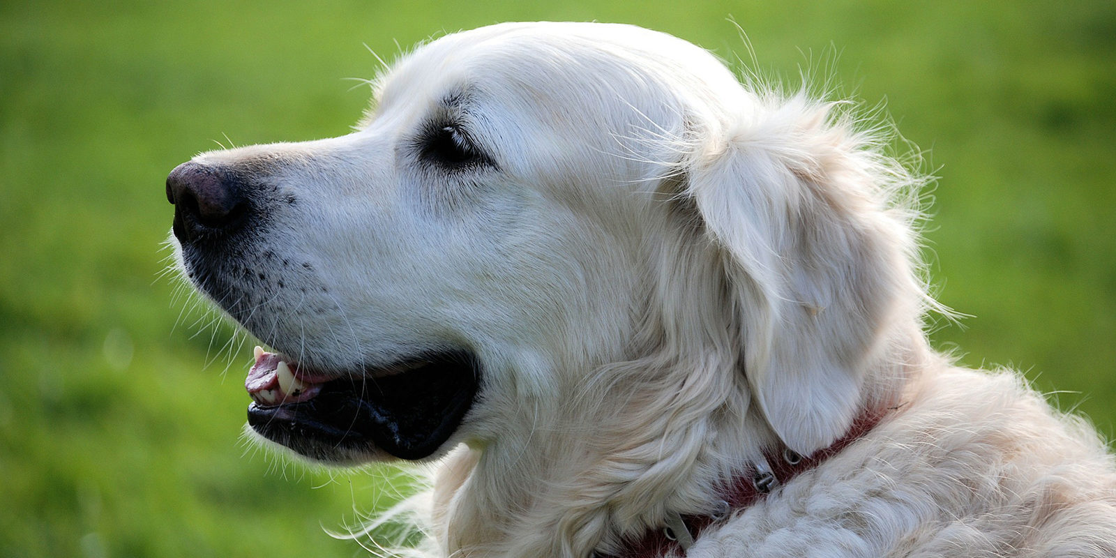 Вакцинация домашних животных против бешенства в Косино-Ухтомском – события на сайте «Московские Сезоны»