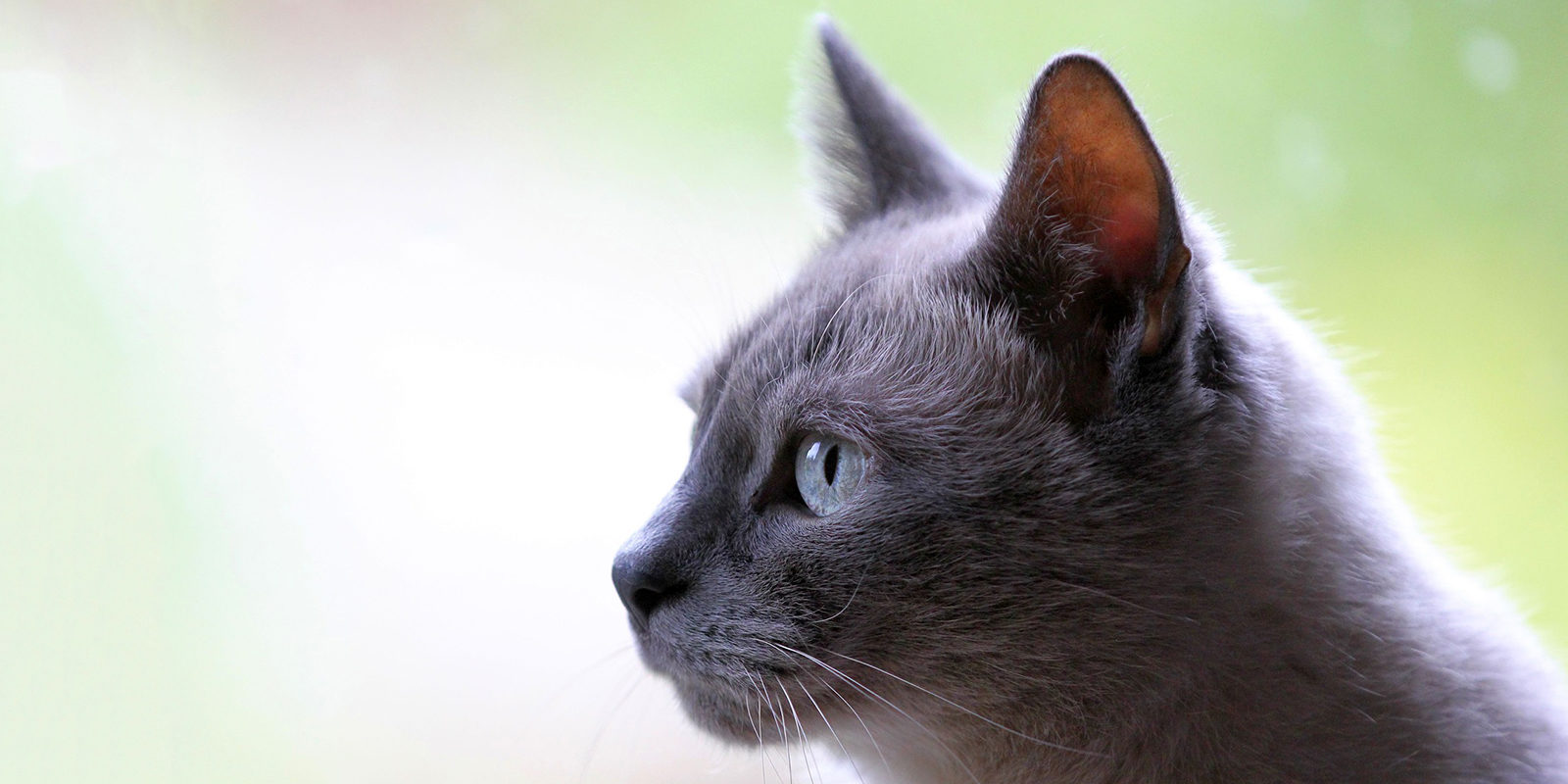 Вакцинация домашних животных против бешенства в Бабушкинском – события на сайте «Московские Сезоны»