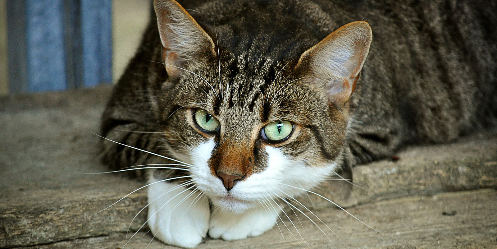 Вакцинация домашних животных против бешенства в Кузьминках – события на сайте «Московские Сезоны»