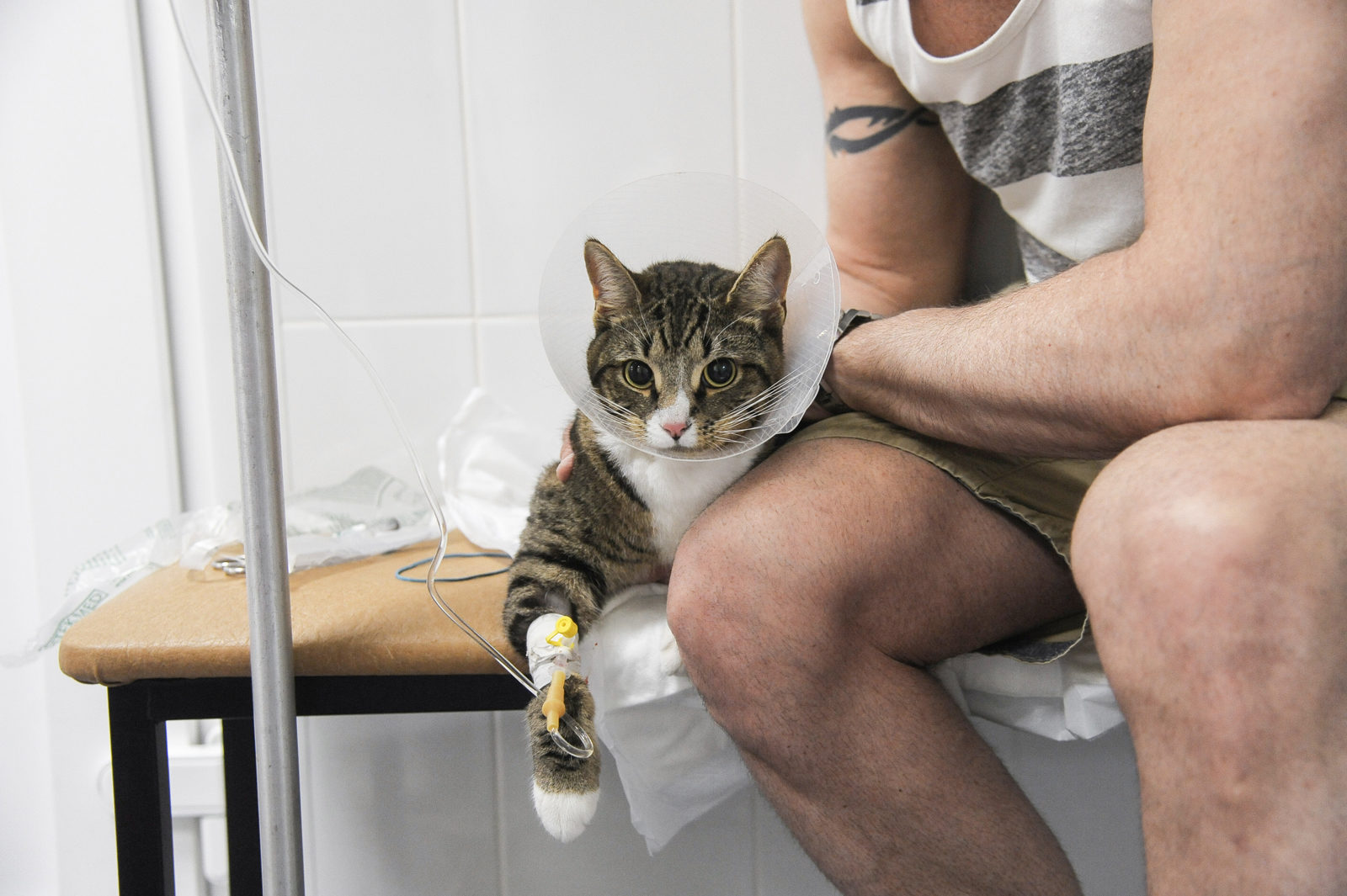 Вакцинация домашних животных против бешенства в Южном Бутове – события на сайте «Московские Сезоны»