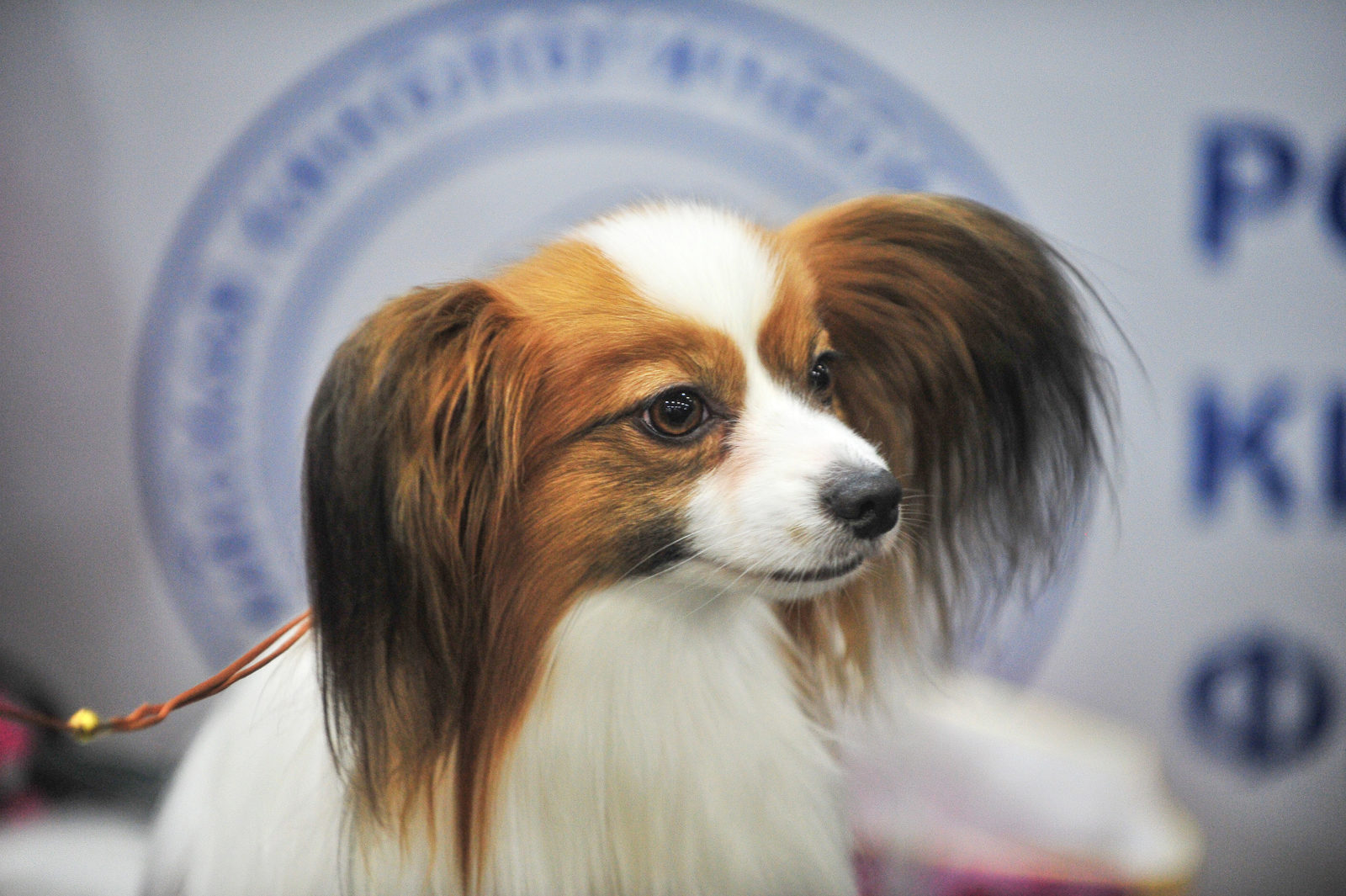 Вакцинация домашних животных против бешенства в Северном Бутове – события на сайте «Московские Сезоны»