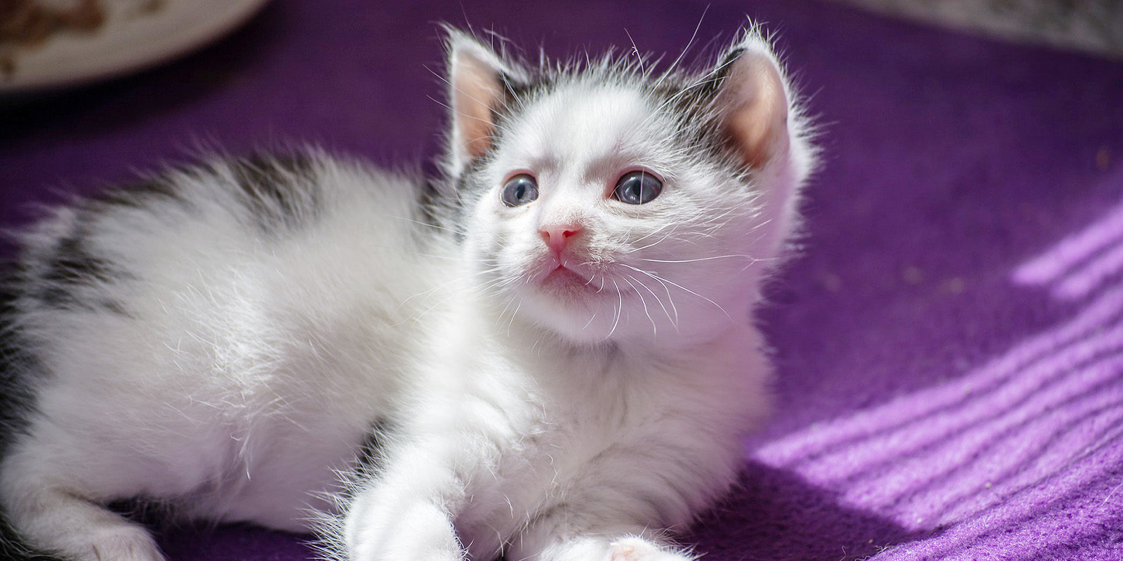 Вакцинация домашних питомцев против бешенства в Зюзине – события на сайте «Московские Сезоны»