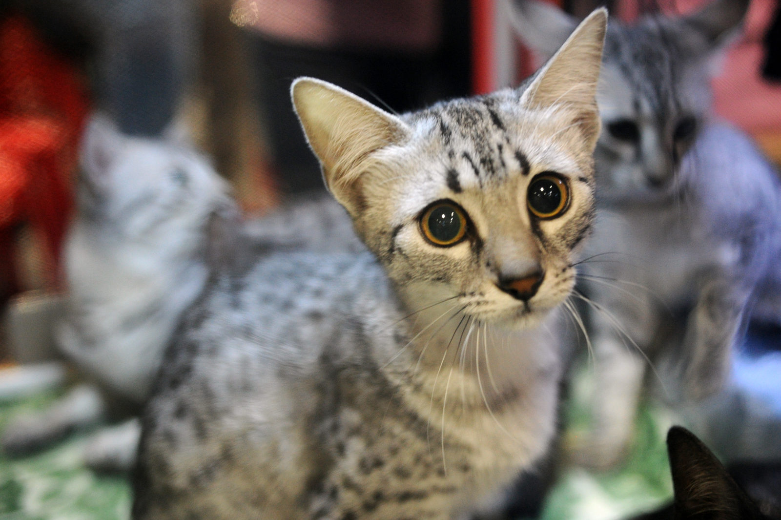 Вакцинация домашних животных против бешенства в деревне Румянцево – события на сайте «Московские Сезоны»