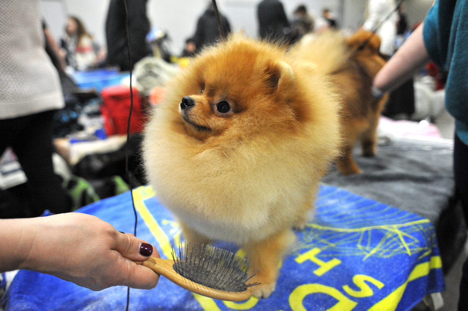 Вакцинация домашних питомцев против бешенства в районе Савелки – события на сайте «Московские Сезоны»