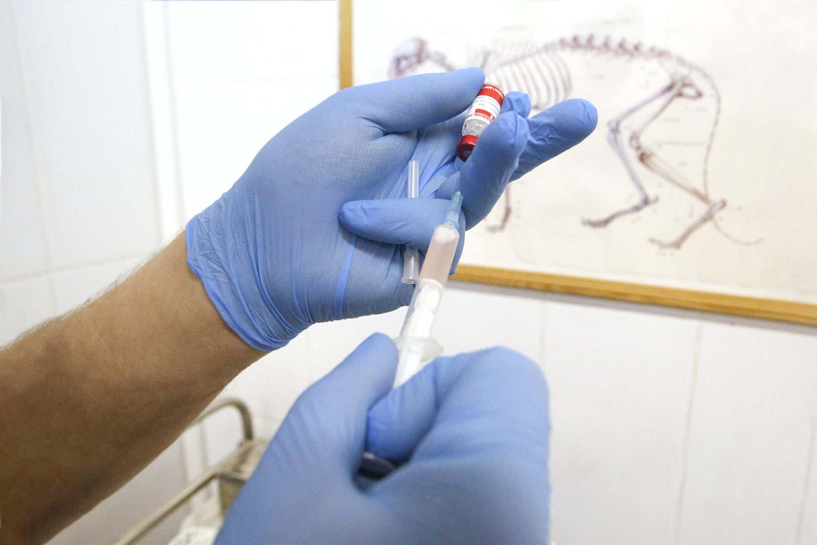 Вакцинация домашних животных против бешенства в поселении Марушкинском – события на сайте «Московские Сезоны»