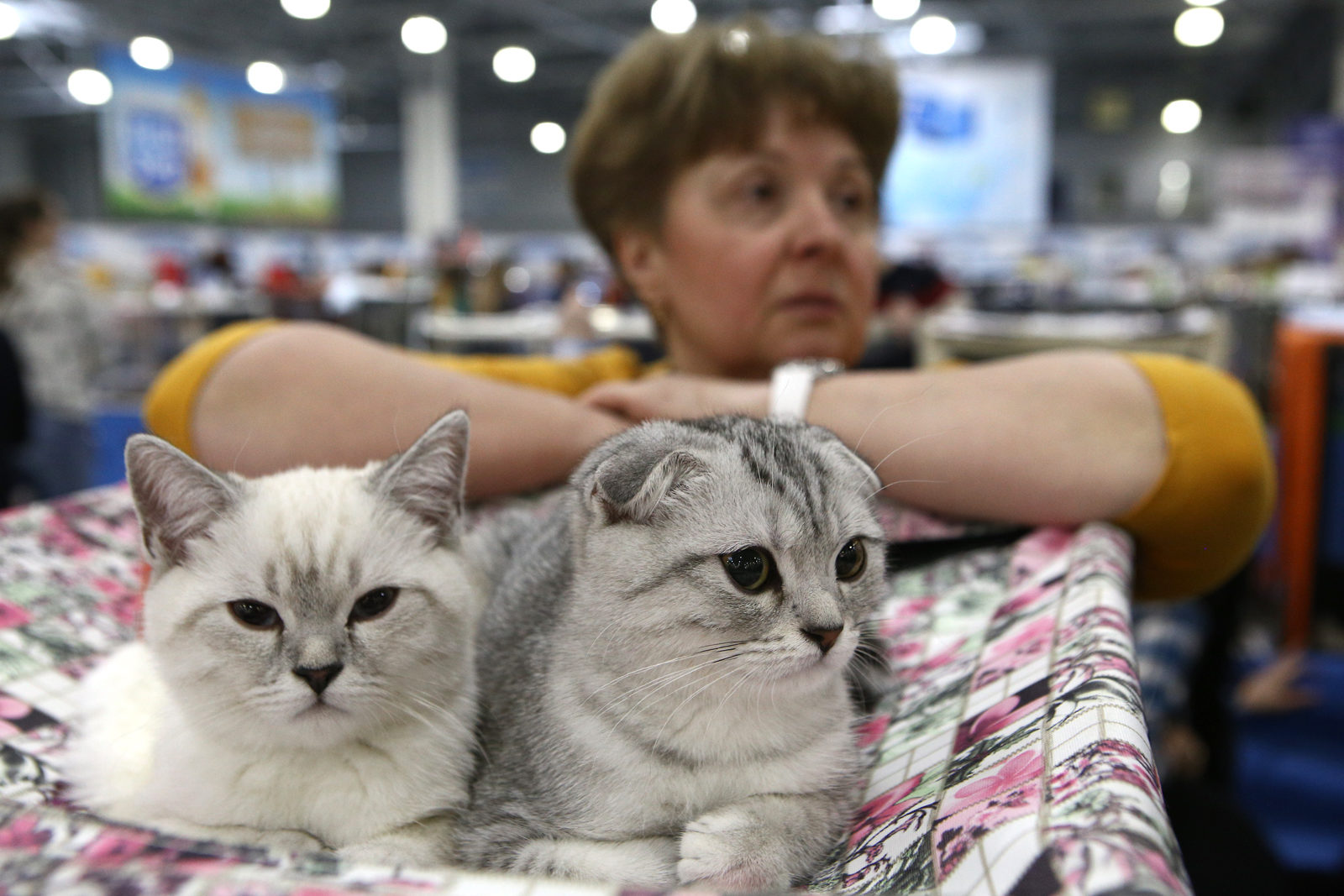 Вакцинация домашних животных против бешенства в деревне Говорово – события на сайте «Московские Сезоны»