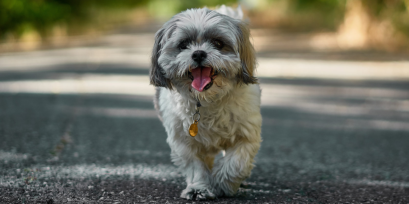 Лекция для владельцев животных в деревне Яковлевское – события на сайте «Московские Сезоны»