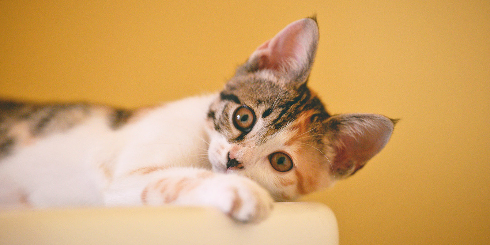 Лекция для владельцев животных в Бабушкинском – события на сайте «Московские Сезоны»