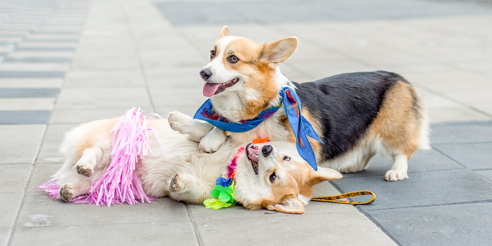 Лекция для владельцев животных в Щербинке – события на сайте «Московские Сезоны»