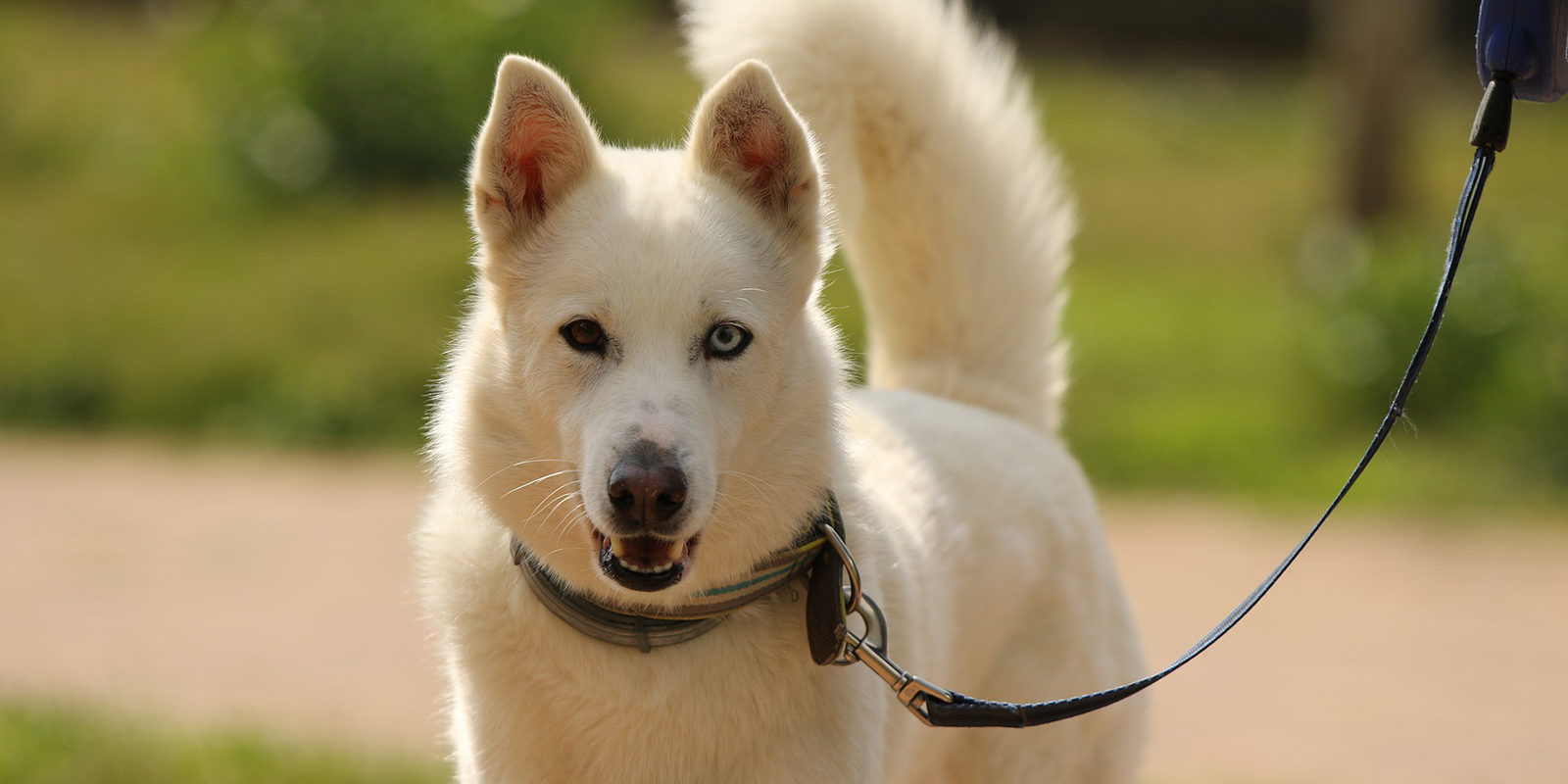 Вакцинация домашних животных против бешенства в деревне Мешково – события на сайте «Московские Сезоны»