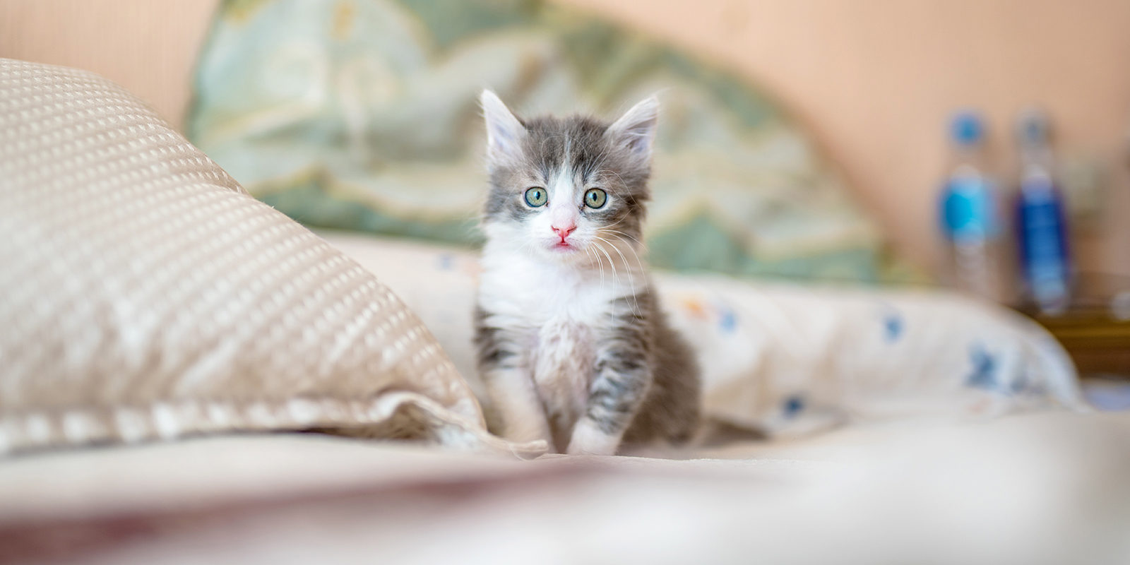 Вакцинация домашних животных против бешенства в Северном Измайлове – события на сайте «Московские Сезоны»