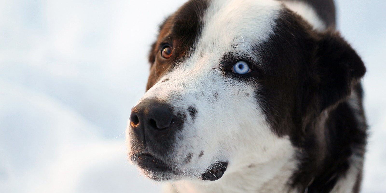 Вакцинация домашних животных против бешенства в районе Покровское-Стрешнево – события на сайте «Московские Сезоны»