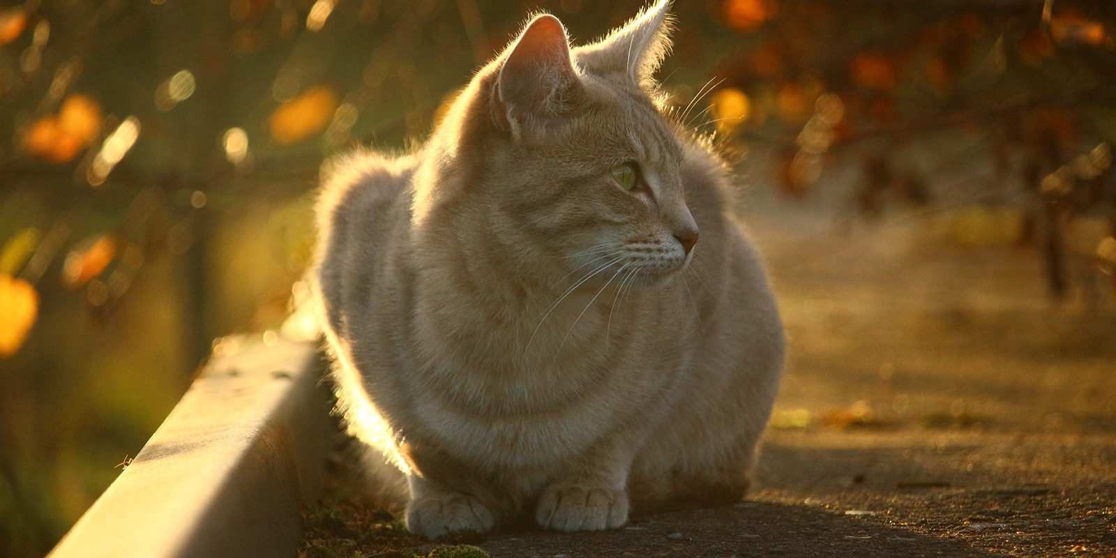 Вакцинация домашних животных от бешенства в Десеновском – события на сайте «Московские Сезоны»