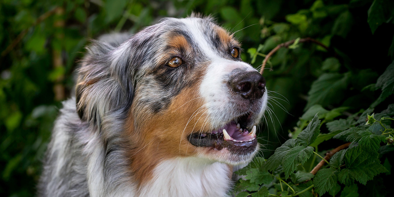 Вакцинация домашних животных против бешенства в Братееве – события на сайте «Московские Сезоны»