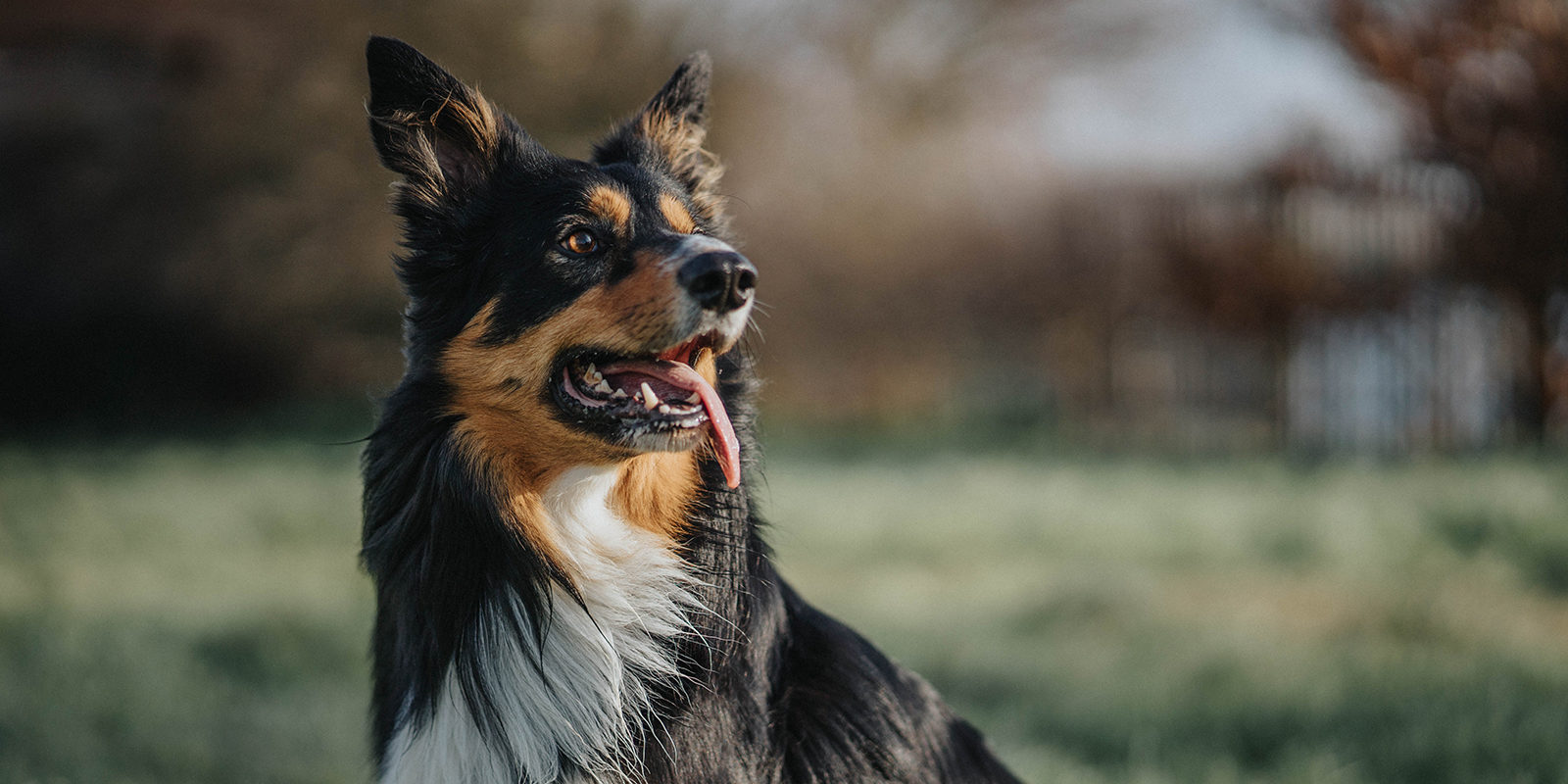 Вакцинация домашних животных против бешенства в Зябликове – события на сайте «Московские Сезоны»
