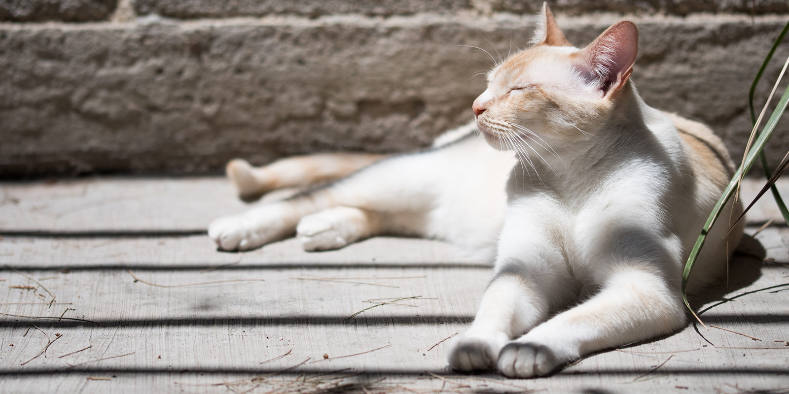 Вакцинация домашних животных против бешенства в Даниловском районе – события на сайте «Московские Сезоны»