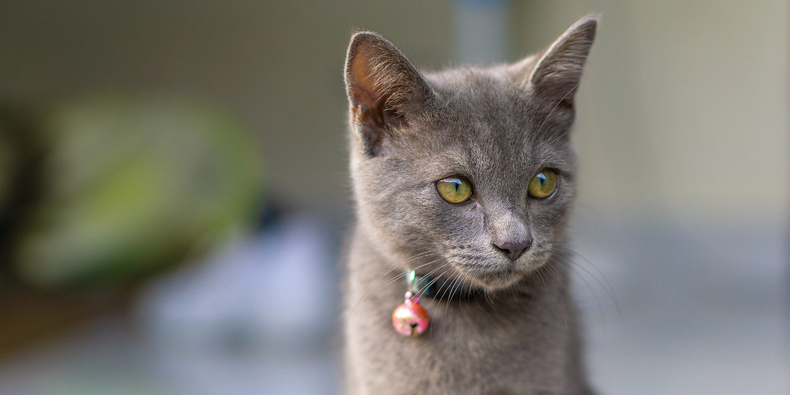 Вакцинация домашних животных против бешенства в Нагатинском Затоне – события на сайте «Московские Сезоны»