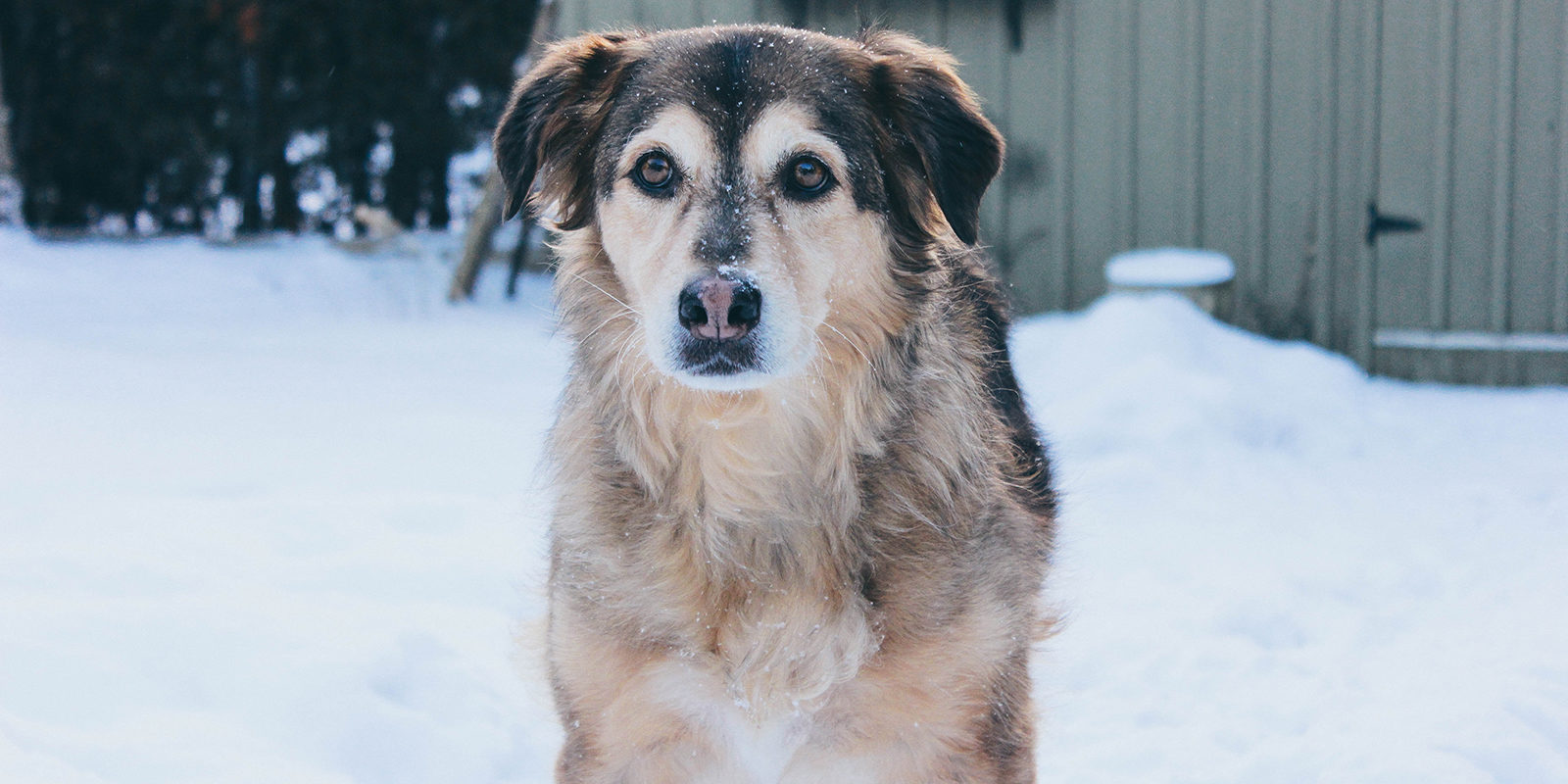 Вакцинация домашних животных против бешенства в Марушкинском – события на сайте «Московские Сезоны»