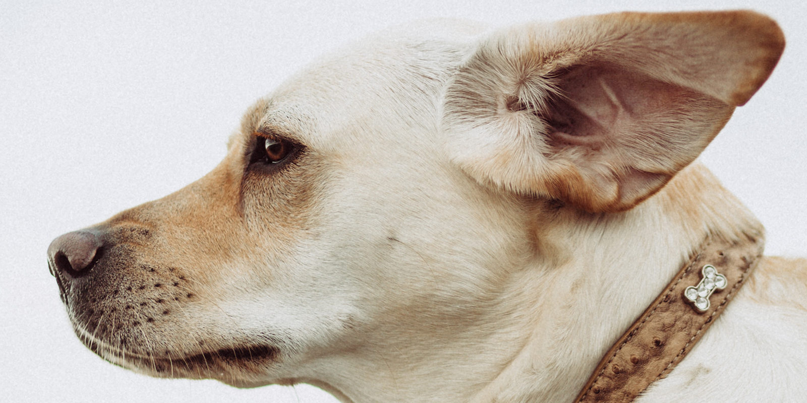 Вакцинация домашних животных против бешенства в Хуторах Гуляевых – события на сайте «Московские Сезоны»