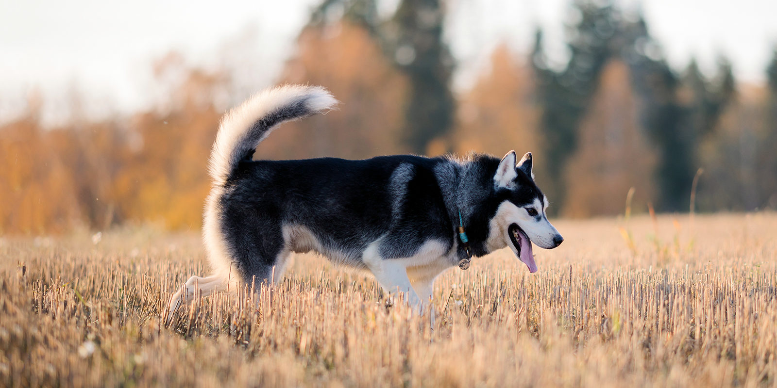 Лекция для владельцев животных в Донском – события на сайте «Московские Сезоны»
