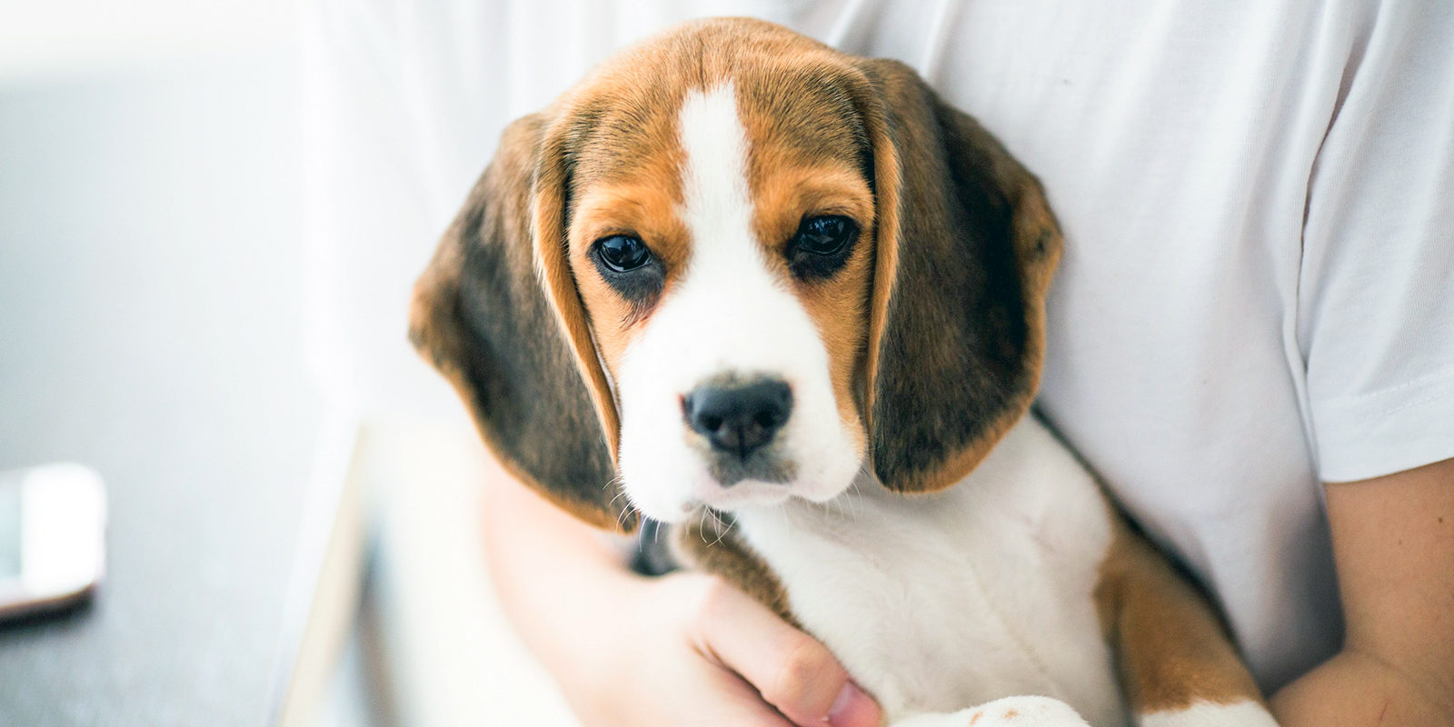Лекция для владельцев животных в Южном Бутове – события на сайте «Московские Сезоны»