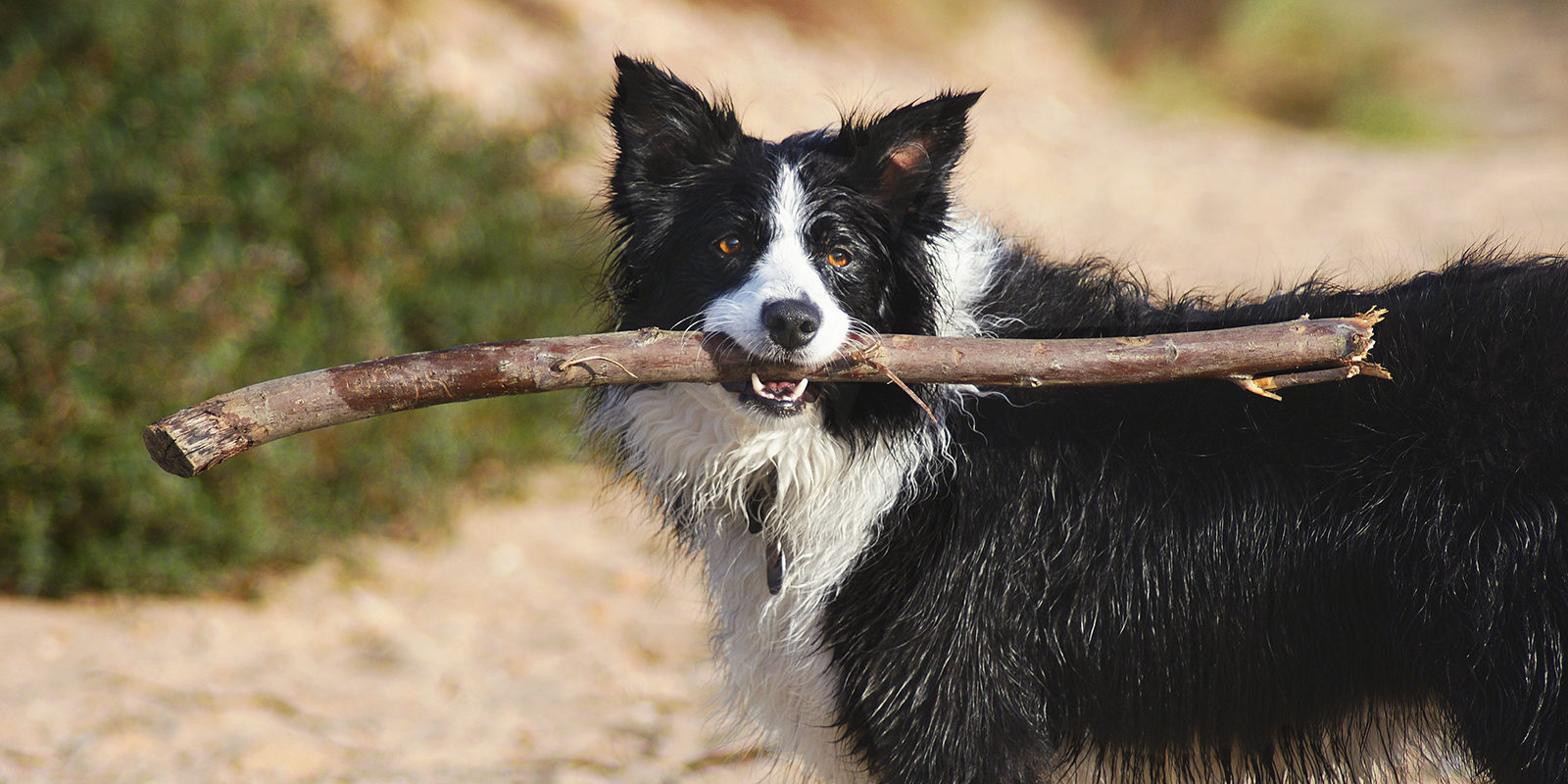 Вакцинация домашних животных против бешенства в деревне Голохвастово – события на сайте «Московские Сезоны»