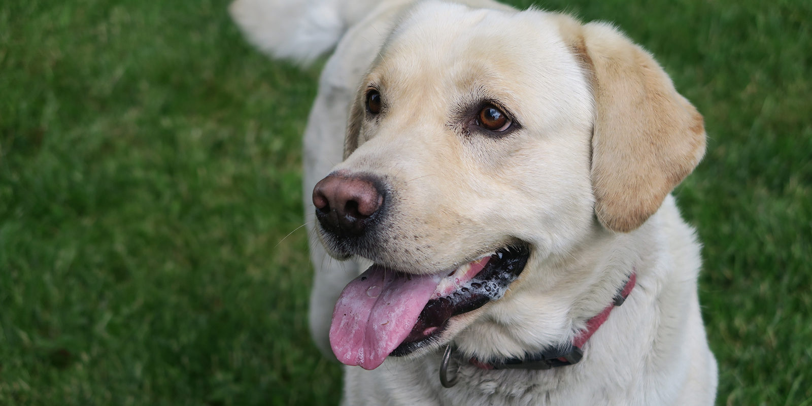 Вакцинация домашних животных против бешенства в деревне Саларьево – события на сайте «Московские Сезоны»