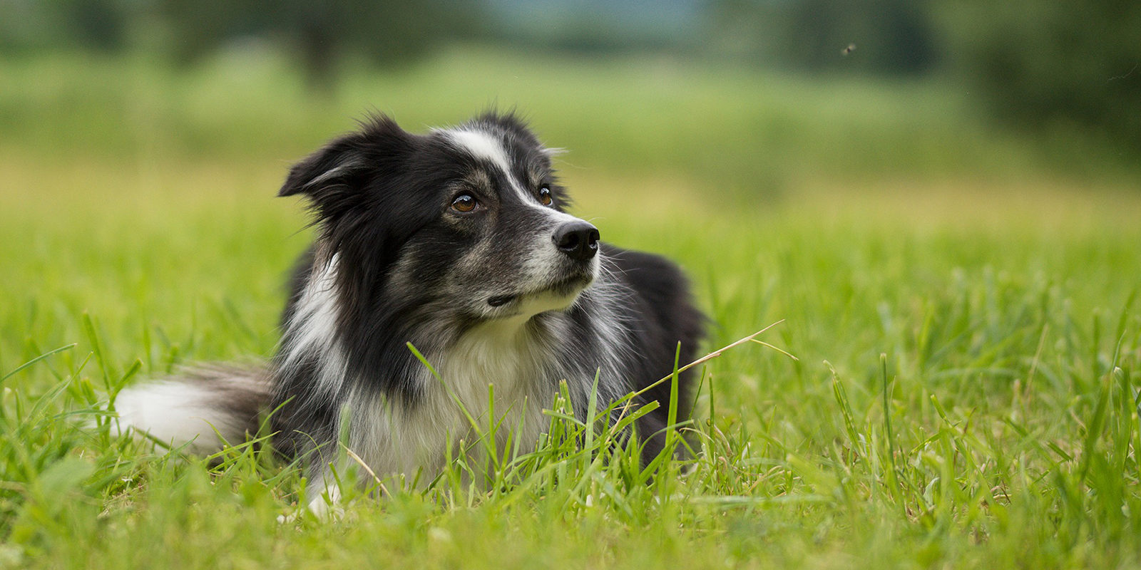 Вакцинация домашних животных против бешенства в Краснопахорском – события на сайте «Московские Сезоны»