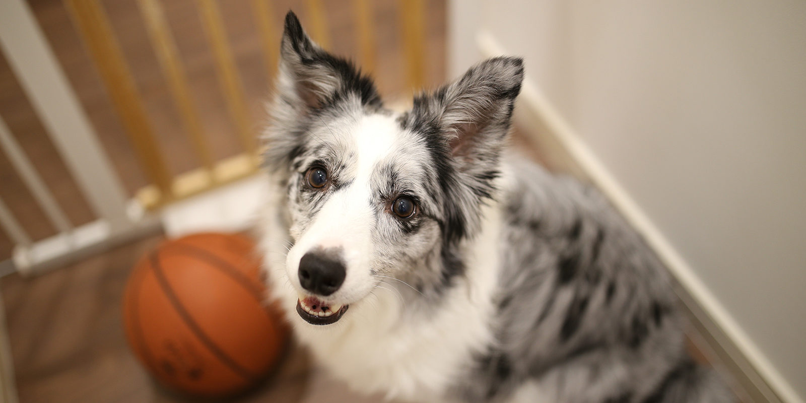 Вакцинация домашних животных против бешенства в районе Орехово-Борисово Северное – события на сайте «Московские Сезоны»
