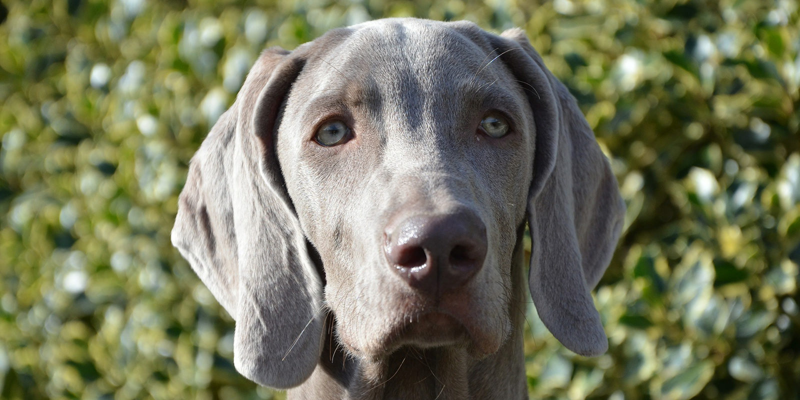 Вакцинация домашних животных против бешенства в Силине – события на сайте «Московские Сезоны»