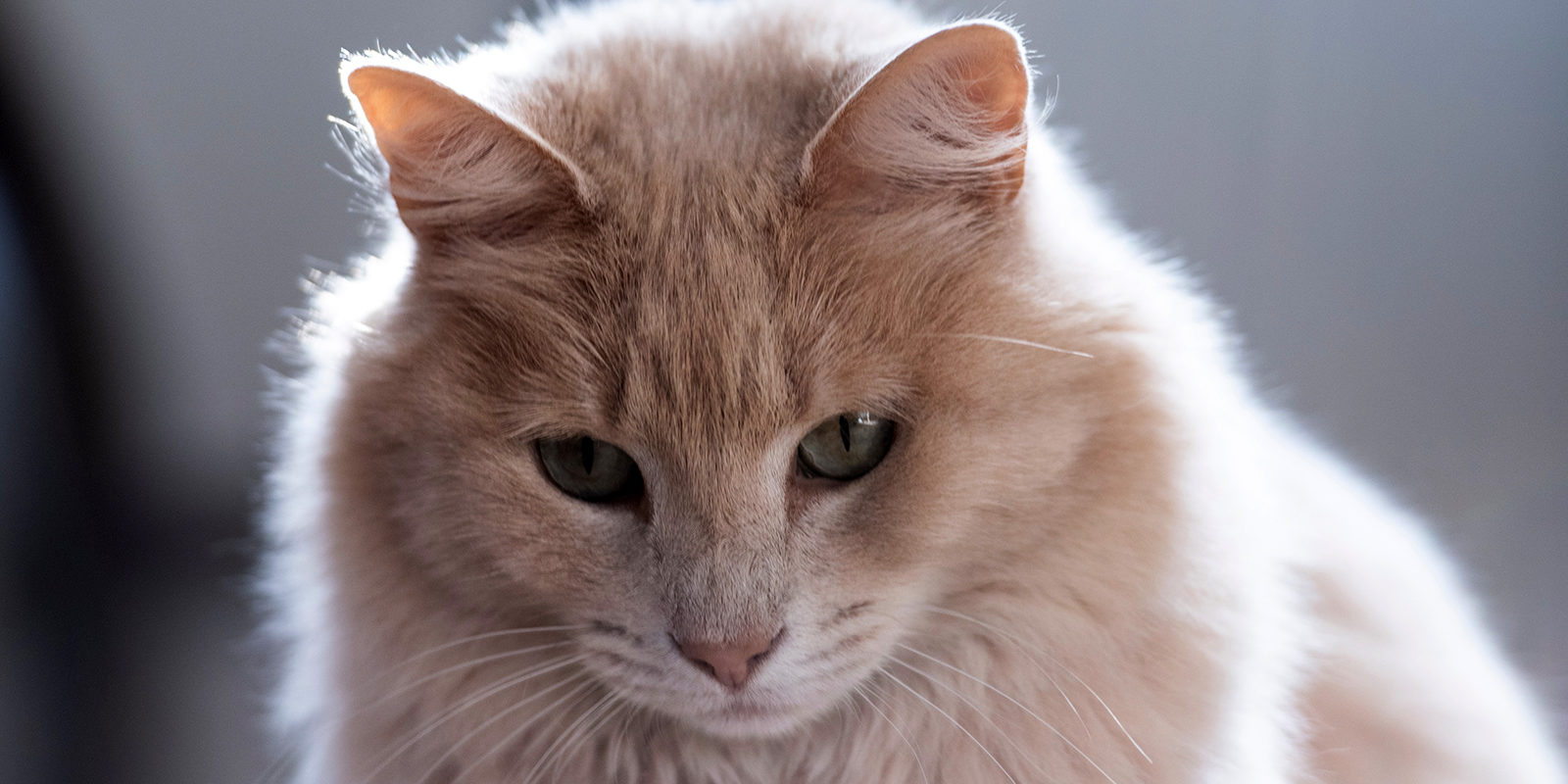 Вакцинация домашних животных против бешенства в Очаково-Матвеевском – события на сайте «Московские Сезоны»